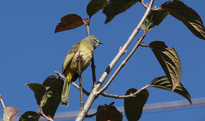 Pycnonotus flavescens