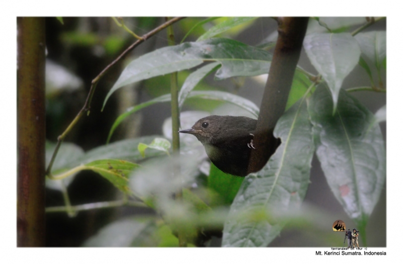 pygmy-wren-babbler.jpg