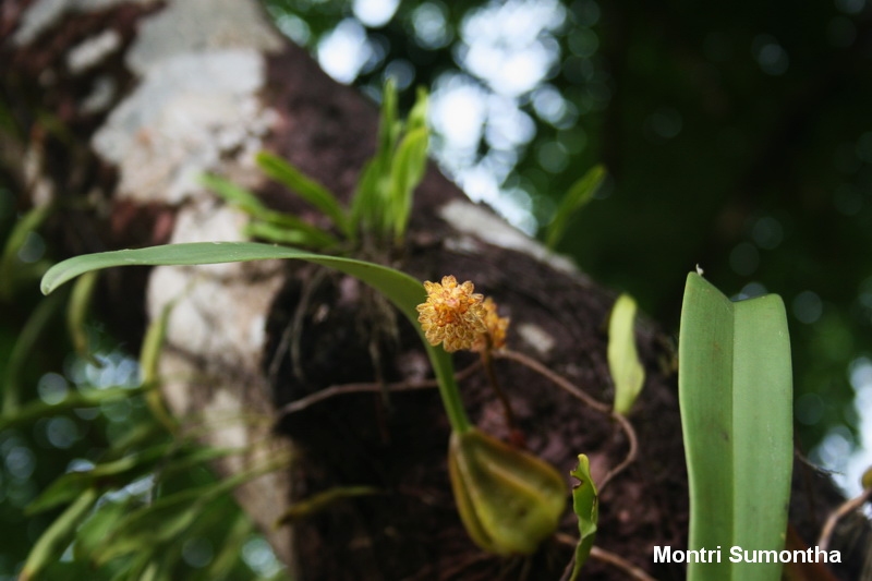 Bulbophyllum sp. อะไรสักอย่าง