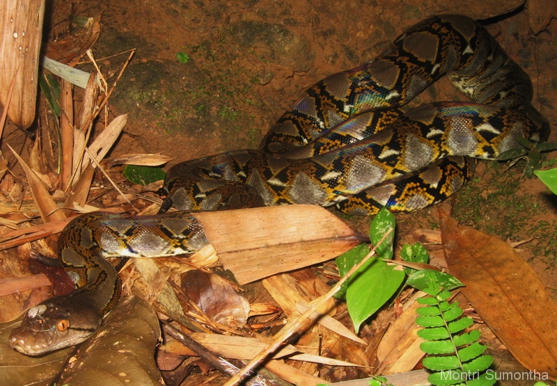 python_reticulatus-3.jpg