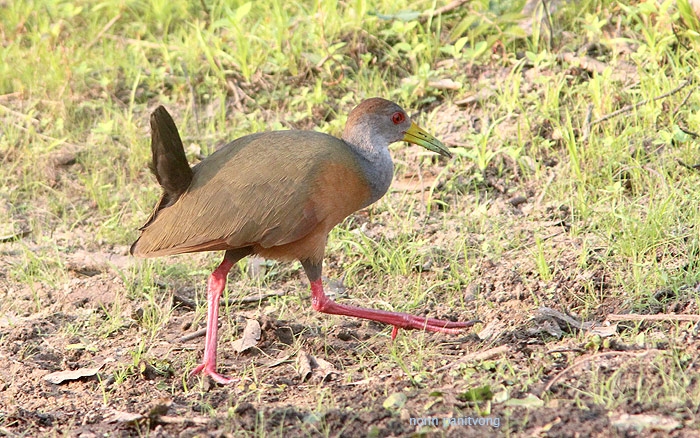 Grey-necked Wood Rail (Aramides cajanea) 