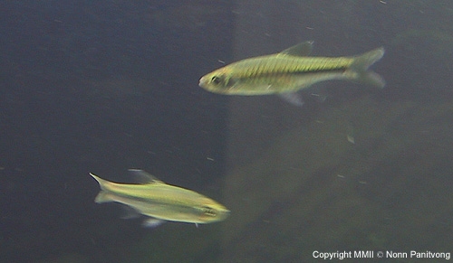 ปลาซิวที่พบในแม่น้ำซองกาเลีย Rasbora paucisqualis
