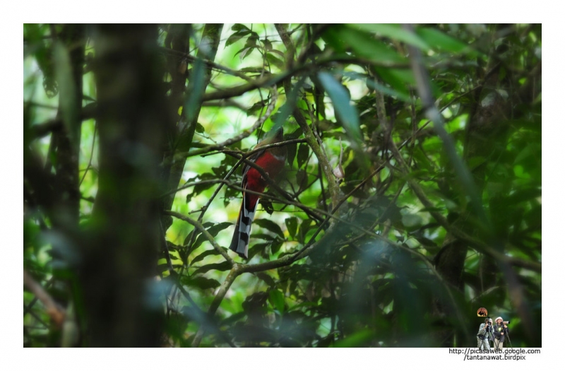 red-headed-trogon