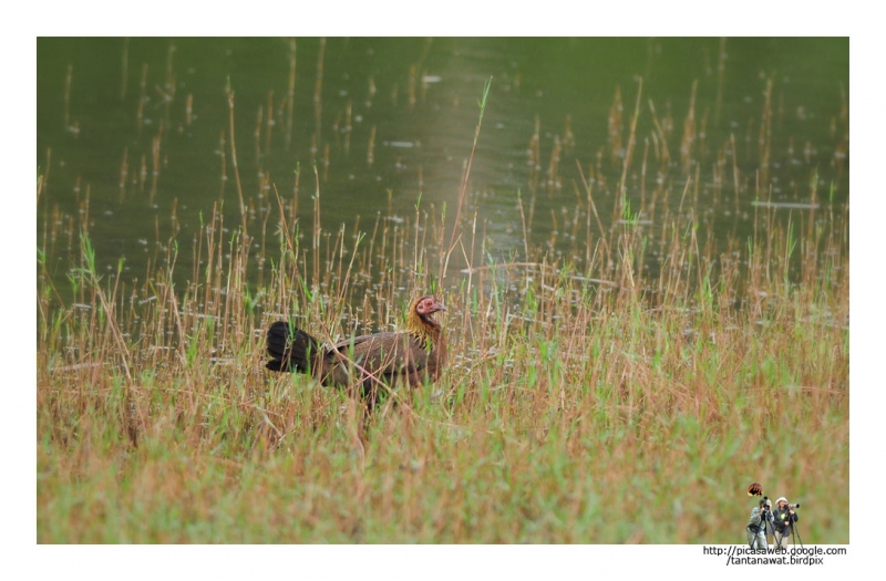 red-junglefowlfemale