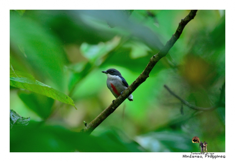 red-keeled-flowerpecker.jpg