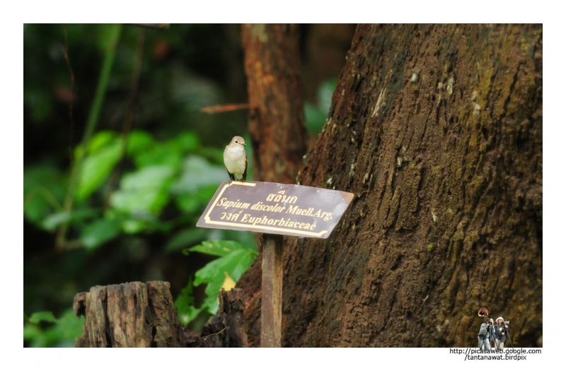 red-throated-flycatcher