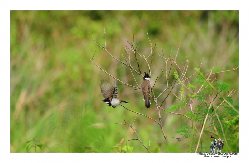 red-whiskered-bulbul