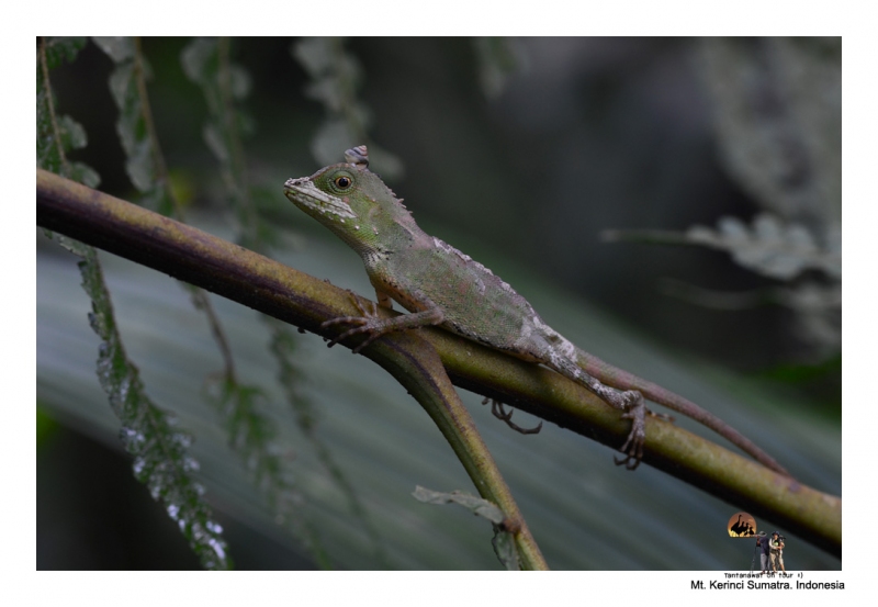 reptilekerinci_11.jpg