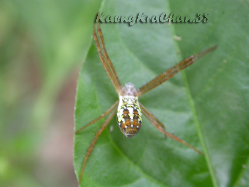 น่าจะเป็น Argiope sp. นุ่งซิ่น..3