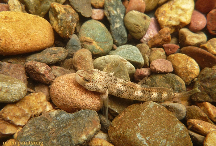 Rhinogobius sp. ปลาบู่น้ำตก 