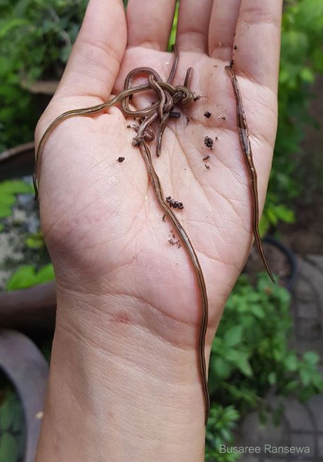 Dolichoplana striata หนอนริบบ้อน มีถิ่นกำเนิดจากประเทศอินโดนีเซีย ปัจจุบันพบในประเทศไทยหลายแห่ง กินไส้เดือนเป็นอาหาร พบระบาดตามฟาร์มไส้เดือน