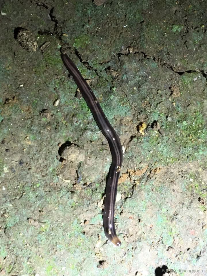 Anisorhynchodemus sp. ลายจะไม่เหมือนกับหนอนตัวแบนนิวกินี ส่วนหัวจะสีอ่อนกว่าส่วนอื่นๆด้วย ไม่แน่ใจว่ามีถิ่นกำเนิดจากที่ไหน มีความเป็นไปได้สูงที่ไม่ได้มีถิ่นกำเนิดดั้งเดิมในประเทศไทย