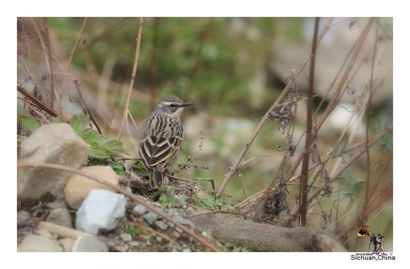 rosy-pipit_1.jpg