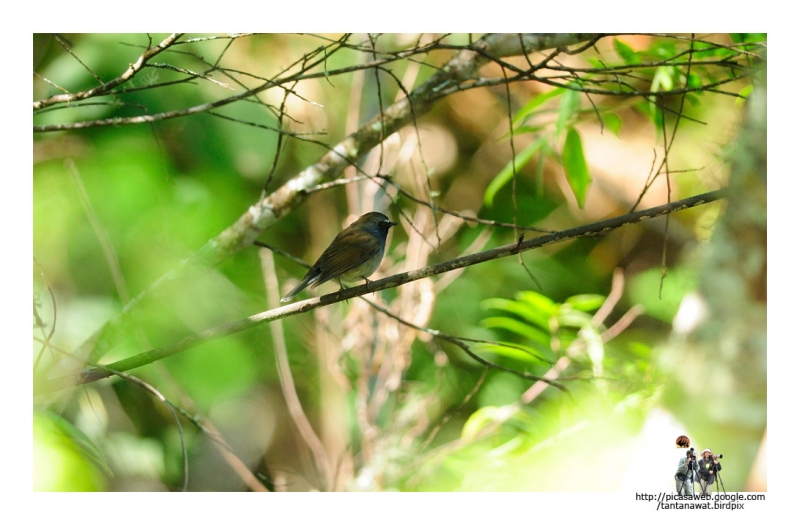 rufous-gorgeted-flycatcher