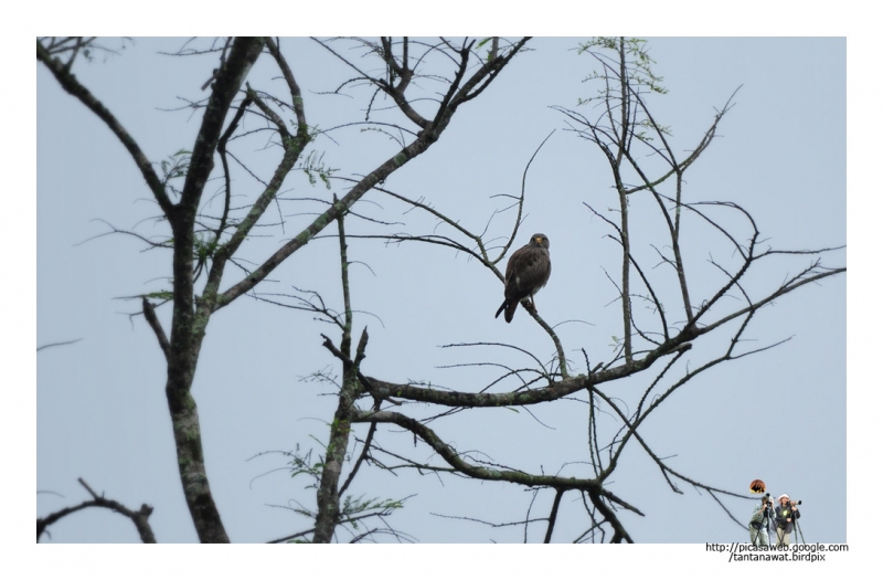 rufous-winged-buzzard