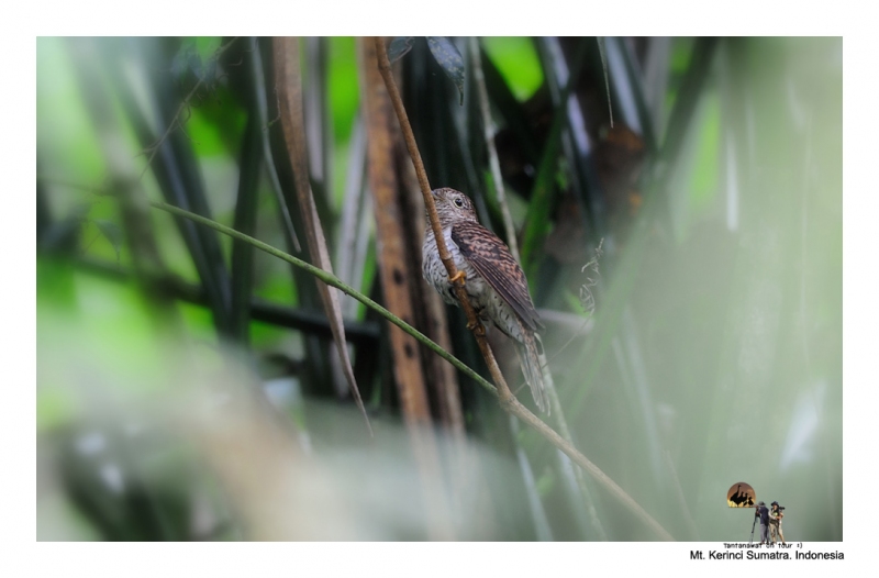 rusty-breasted-cuckoo.jpg