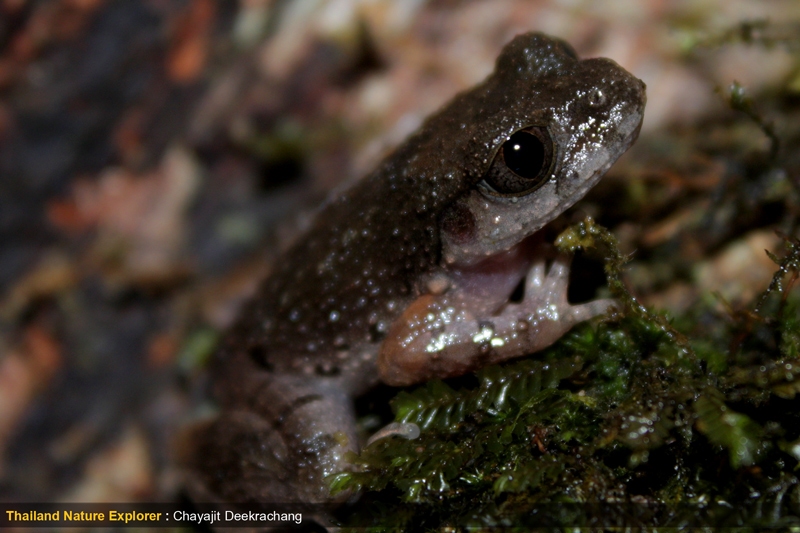 อึ่งกรายหนังปุ่ม Leptolalax pelodytoides