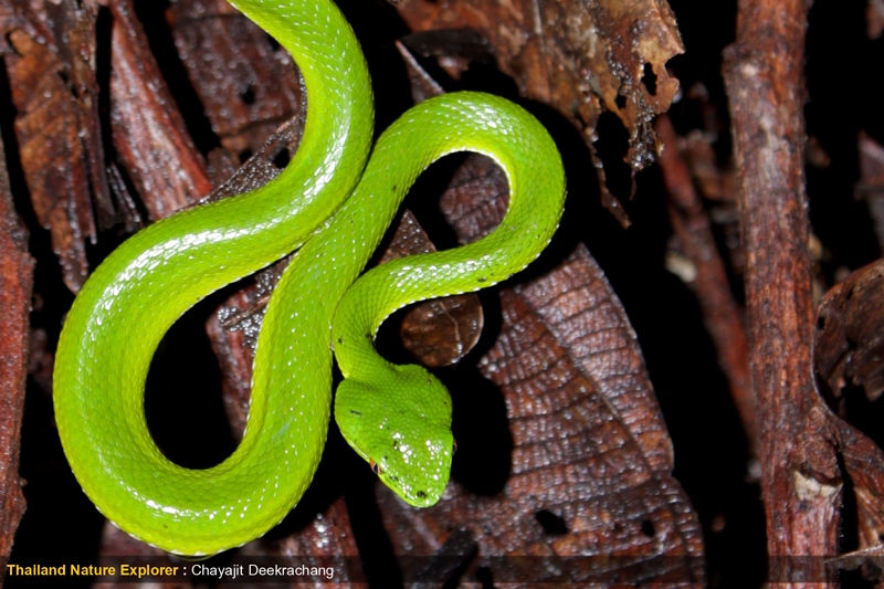 Popeia Popeiorum