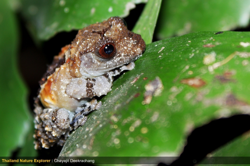 ปาดตะปุ่มเล็ก Theloderma asperum