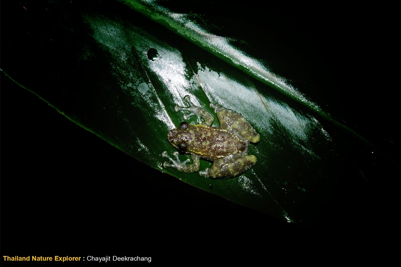 กบลายหินเหนือ Amolops marmoratus
