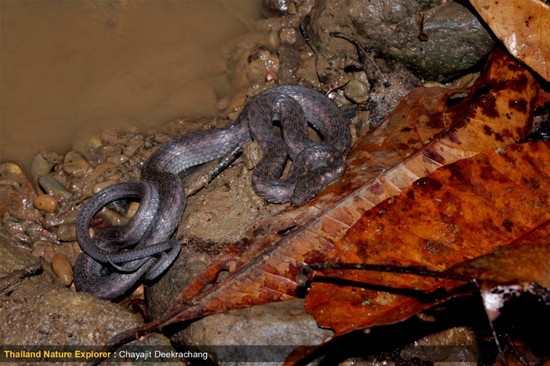 งูลายสาบท้องสามขีด Amphiesma deschauenseei  เข้าคราบสีหม่นๆ