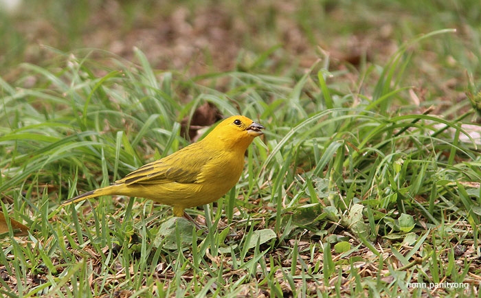 Saffron Finch (Sicalis flaveola) 