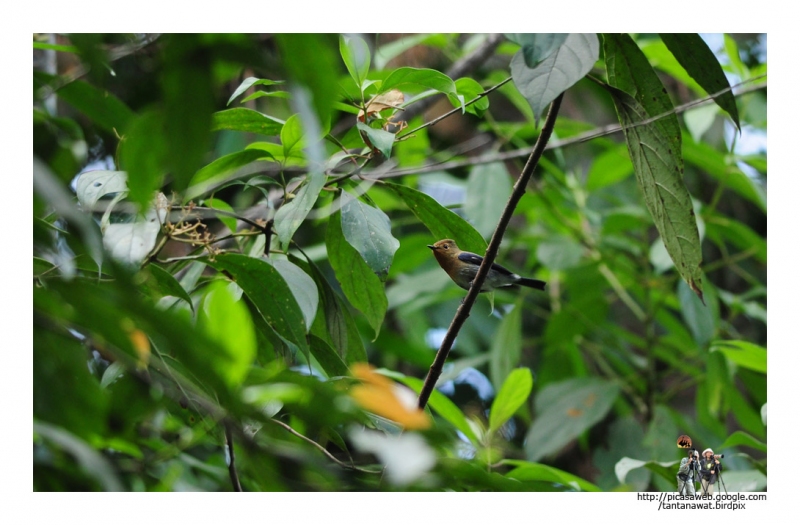 sapphire-flycatcher