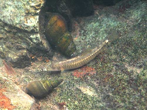 ปลาค้อขนาดเล็กลายถี่ๆ (Schistura sp.) สีคลาสสิคตัวนี้ น่าจะเป็นปลาวัยอ่อนของตัวซี่กรงหางแดง ผมก็ยังไม่แน่ใจ
