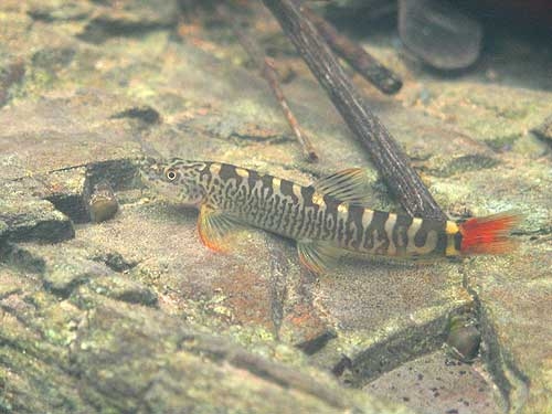 ปลาค้อซี่กรงหางแดง (Schistura mahnerti) ในภาพจุดเด่นของปลาตัวนี้อาจจะอยู่ที่หางสีแดงสด แต่ถ้าคุณได้เห็นปื้นสีทองบนหลังพวกเค้าสะท้อนแสงหล่ะก็ คุณจะลืมไม่ลงเลยหล่ะ