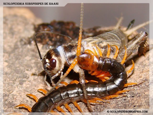 Scolopendra subspinpes dehaani-04.jpg ตะขาบ Scolopendra subspinipes de haani กินจิ้งหรีด ภาพจาก http://www.scolopendromorpha.com/