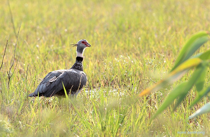 ตัวนี้ก็เป็นญาติกับเป็ดเหมือนกัน ตัวใหญ่เท่าห่านได้ Southern Screamer (Chauna torquata) 