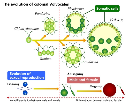 วิวัฒนาการของ Chlamydomonas และ Volvox (http://www.nikon.com/about/feelnikon/light/chap02/img/sec04_p05.jpg)