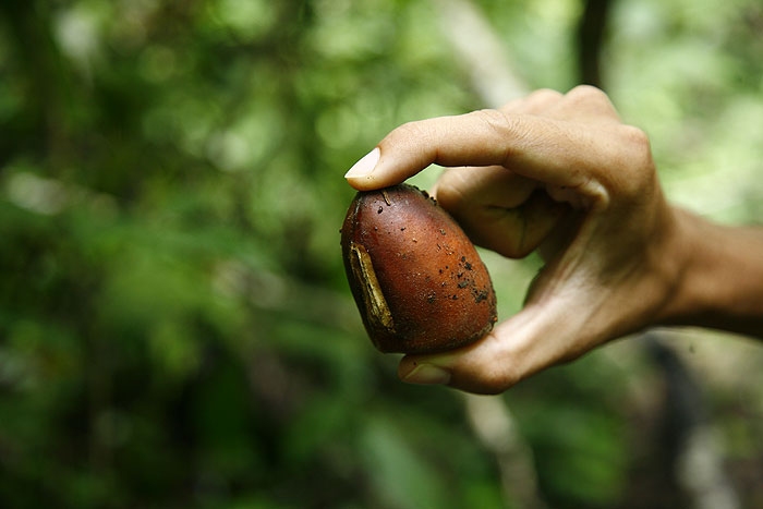 ถั่วแดงยักษ์ เป็นเมล็ดของพืชอะไรครับ?  