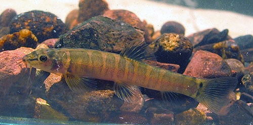 ปลาค้อเกาะช้าง (Schistura kohchangensis) ปลาที่มีการกระจายพันธุ์อยู่ในเขตลุ่มน้ำตะวันออก มาโผล่อยู่แถวนี้ก็แสดงว่า เขาอ่างฤาไนถือเป็นเขตสัตวภูมิศาสตร์น้ำจืดของลุ่มน้ำตะวันออก