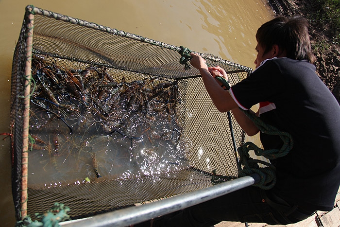 กุ้งก้ามกรามใหญ่ๆ ราคาโหดพอใช้