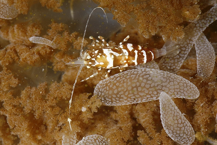 shrimp_jelly1.jpg