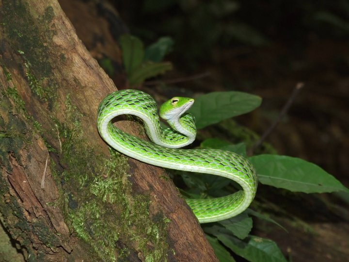 งูเขียวปากจิ้งจก | Ahaetulla prasina