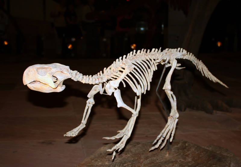 ไดโนปากนกแก้วสัตยารักษ์ Psittacosaurus sattayaraki ชัยภูมิ