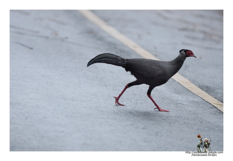 siamese-firebackmale