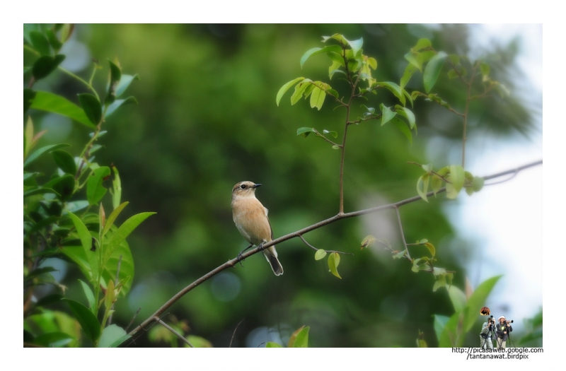 siberian-stonechat