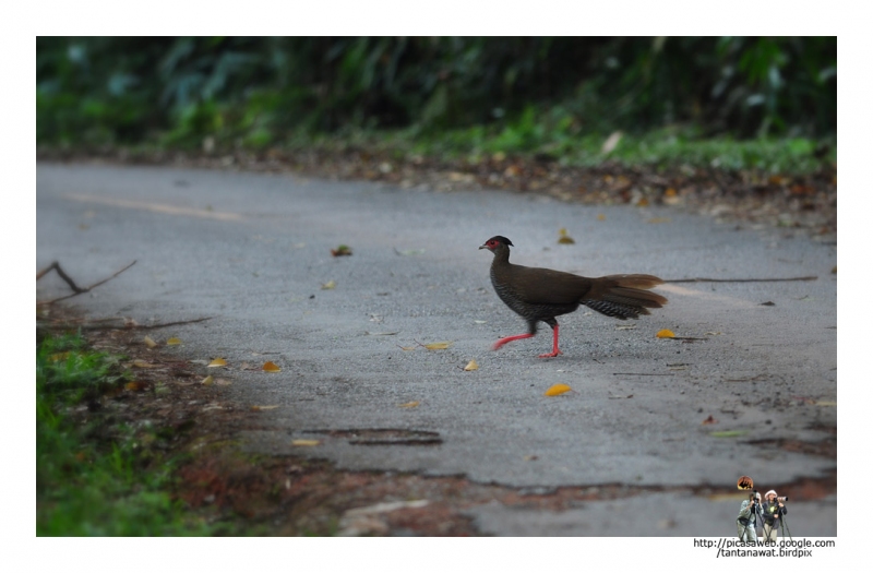 silver-pheasant ตัวเมีย