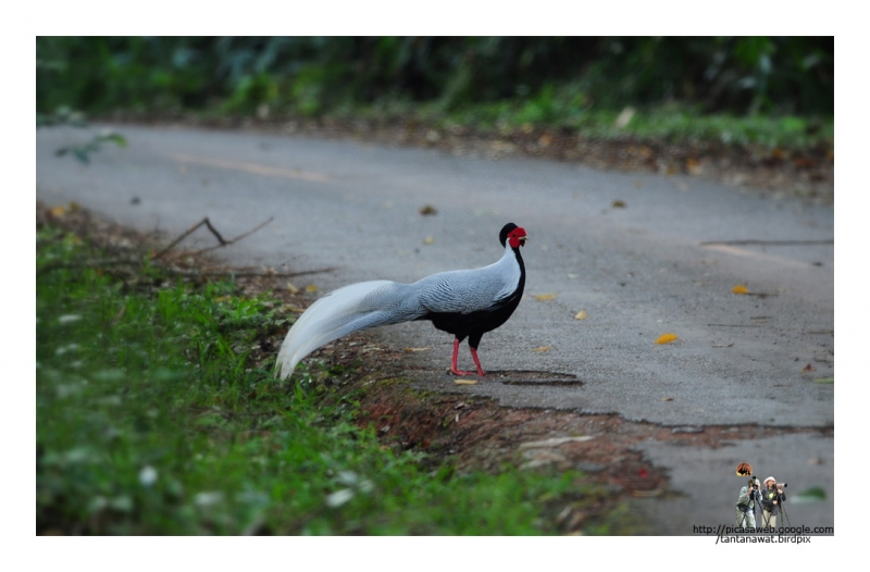 silver-pheasant ตัวนี้สีสวยมาก 