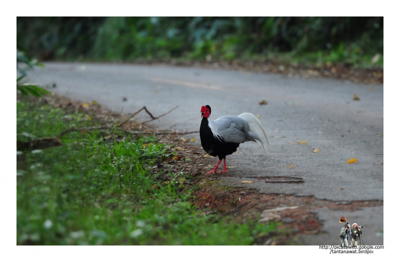 silver-pheasant  กำลังจะโชว์สาว สีสดจริงๆ