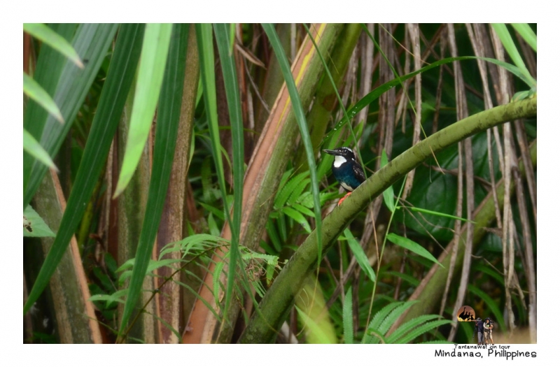 silvery-kingfisher_1.jpg