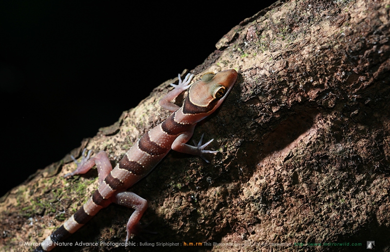 ตุ๊กกายป่าตะวันออก Cyrtodactylus intermedius