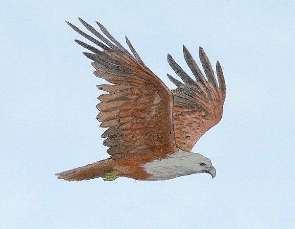 BrahminyKite