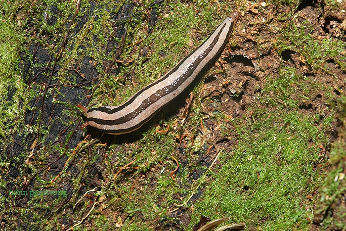 slug ตัวนี้สวยมาก