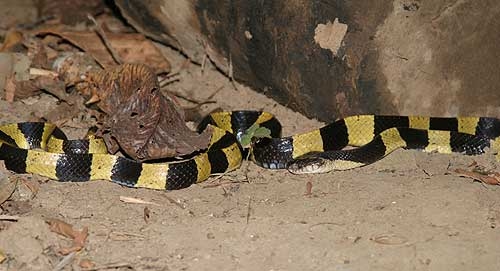 งูสามเหลี่ยม (Bangrus fasciatus) ตัวนี้พบอยู่ใกล้ๆ แคมป์ริมห้วยต้นแม่น้ำสุริยะ