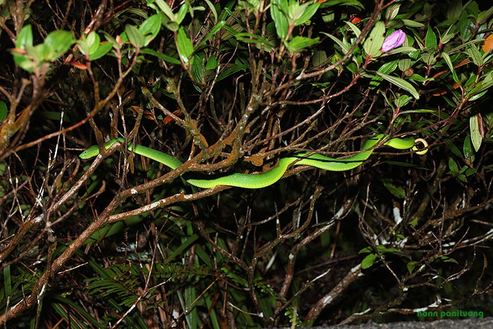 Trimeresurus [Cryptelytrops] albolabris งูเขียวหางไหม้ท้องเหลือง
