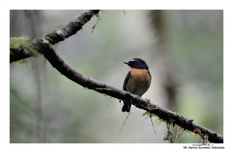 snowy-browed-flycatcher.jpg